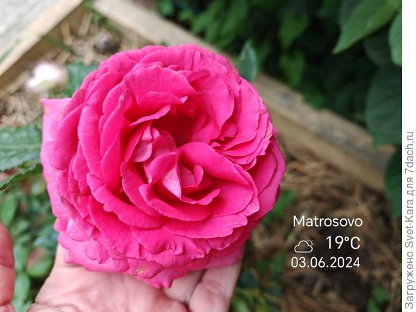 Cyclamen Pierre de Ronsard (Pink Eden Rose)®. Подарила в этом году 3 прекрасных цветка