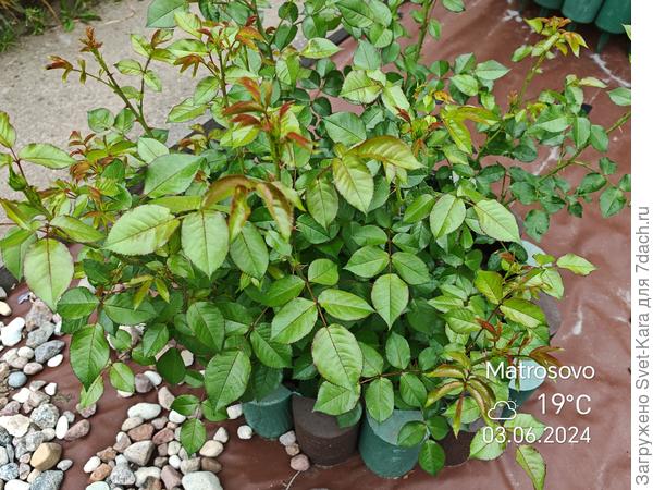 Sommersonne. Отрастает с нуля. Хотя до этой зимы была одной из самых крепких и неприхотливых