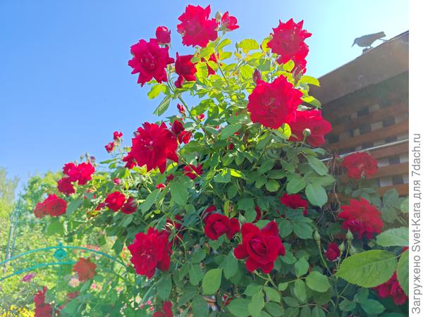 Парковая. Без названия. Купила по случаю черенок у бабули от старинной немецкой розы.