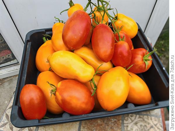 Симпампулечки :-)