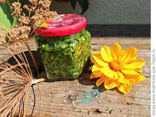 Базилик и "солнышко"