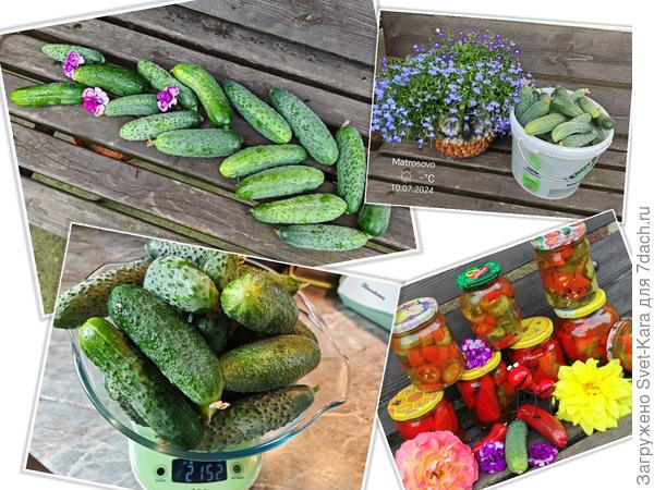 Зелёненькие... Пупырчатый...