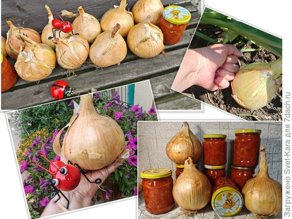 Эксибишен. Луковая любовь бывает...