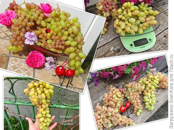 Первый урожай