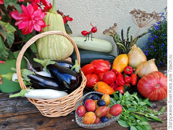 Сезон-2024, я тебя люблю