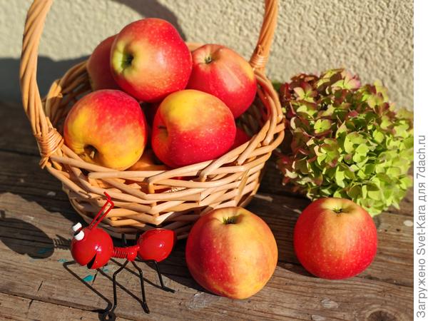 Яблочки. Сорт &quot;Гала&quot;