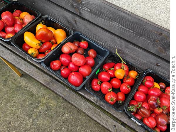 Любимые помидорки