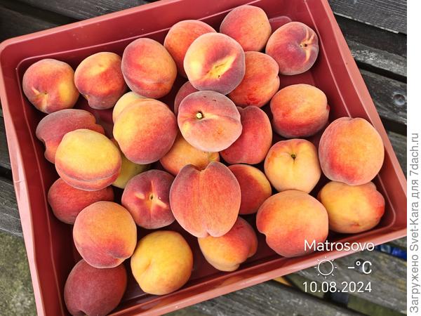 Инка. Сбор 5,5 кг