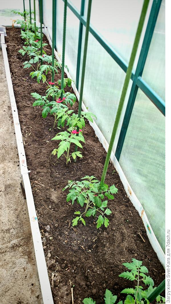 Любимки мои