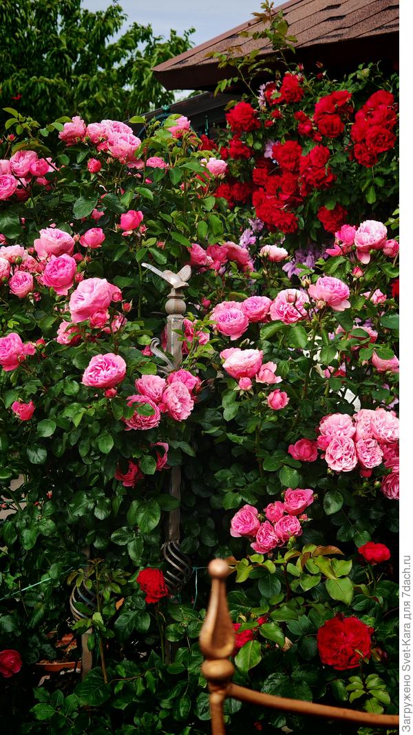 Почти 2 метра красоты