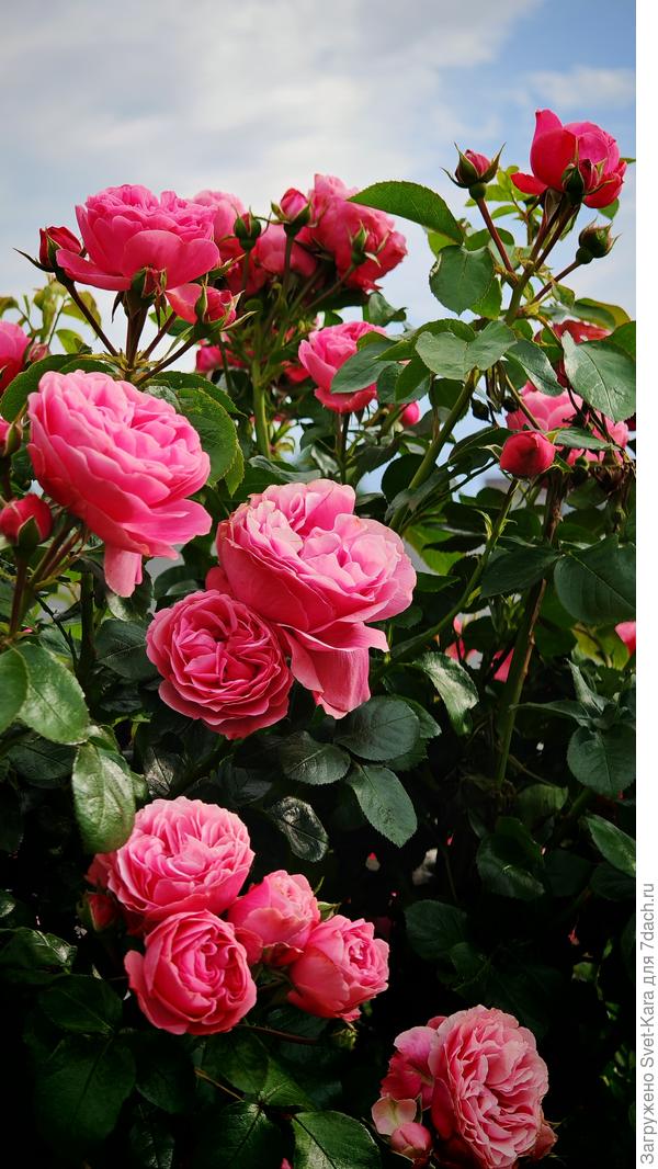 Не налюбоваться