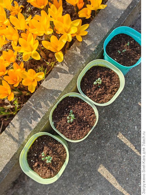 Розмаринчики 9 марта 2025. Даже не верится, что цвели крокусы. Сейчас ещё снег лежит