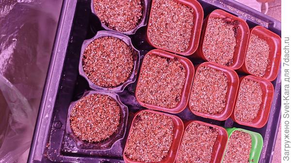 Стройными рядами к урожаю :-)))