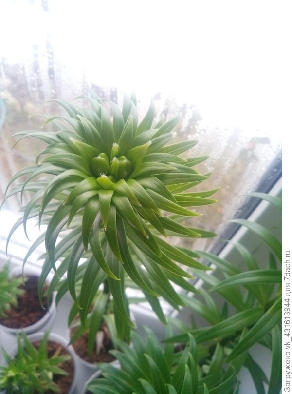 найтрайдер формирование бутонов в стаканчике....