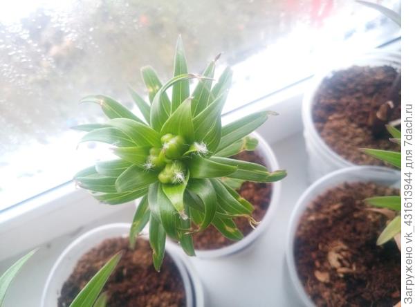 тигровая покусанная кошками с пушинками