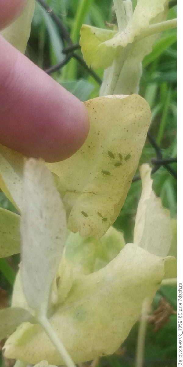 Горох3 (тут тля вроде)