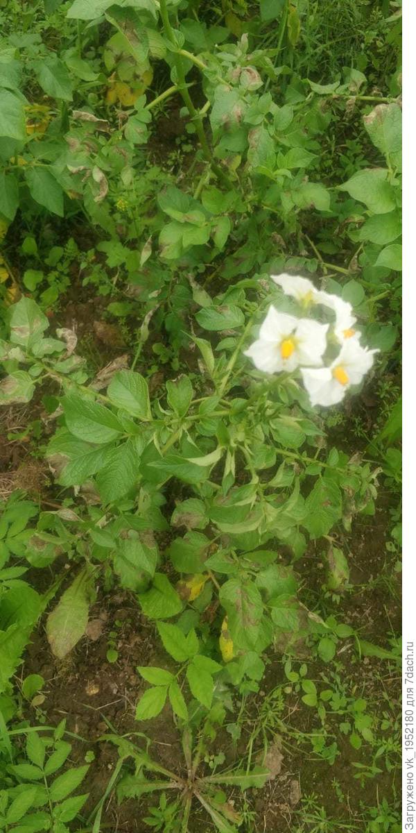 Картофель 2