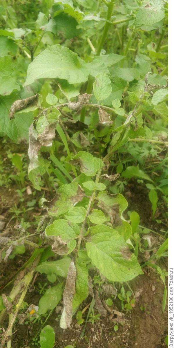 Картофель 1