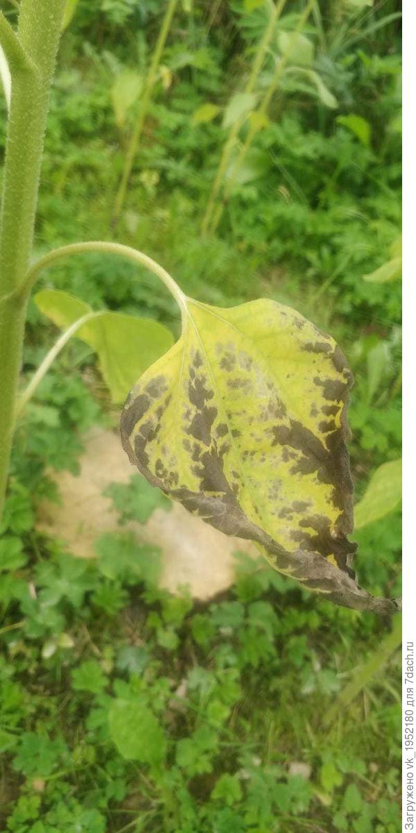 Лист подсолнуха нижний