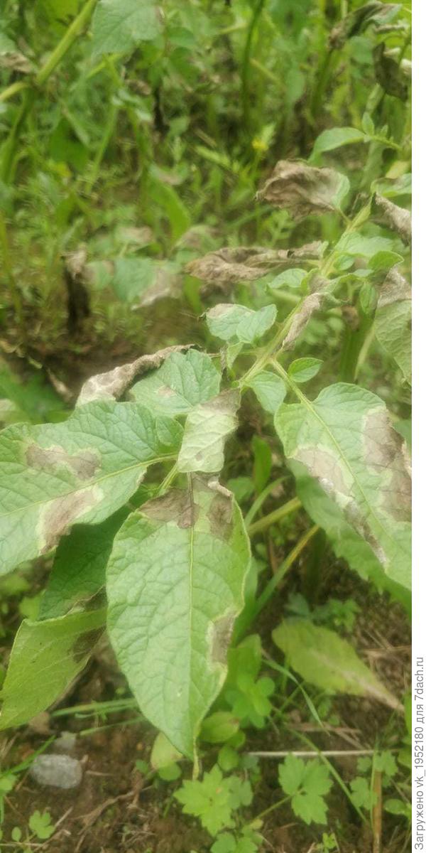 Картофель 3