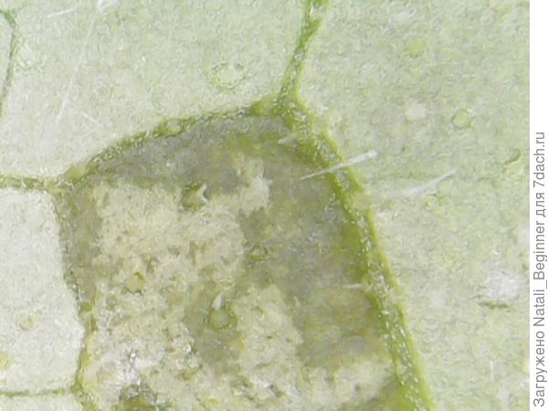 вот так в увеличении