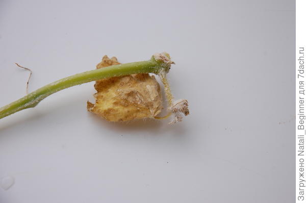 усохла ветка и листик и завязи