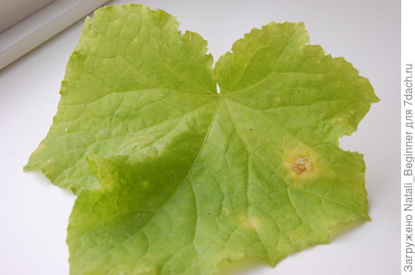 лист пожелтел и пятнышки