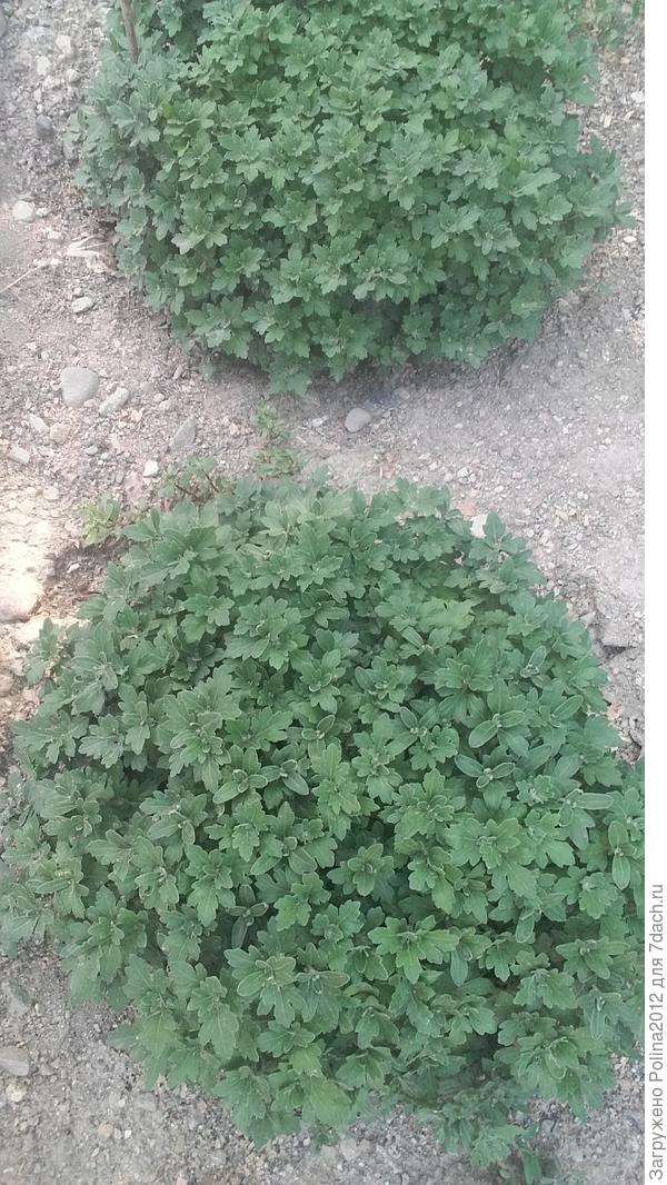 Вот такие кустики сейчас,вроде похоже,что собираются бутоны не пойму,пора уже вроде