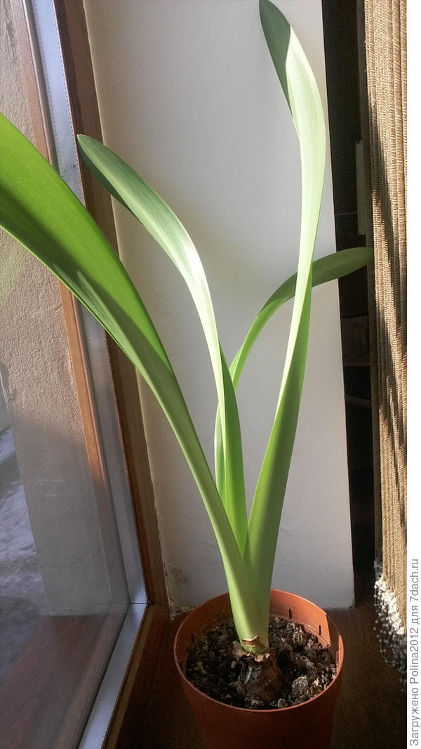 Сейчас он такой