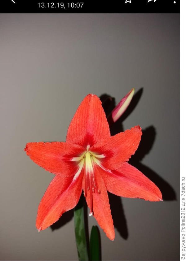 Вот нашла фото,сестра присылала 13 декабря