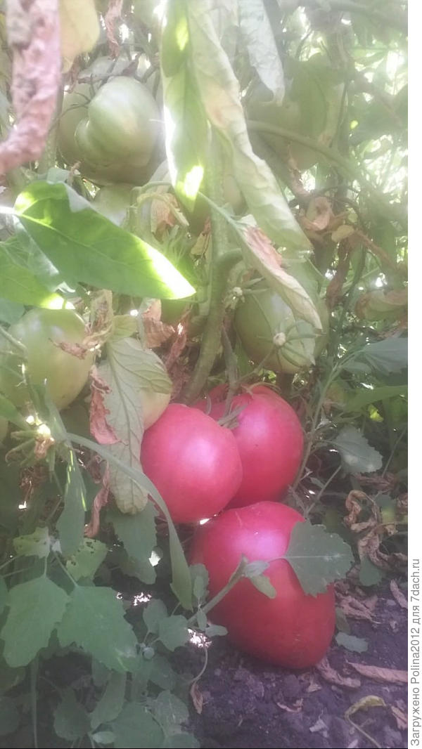 Томат Бычье сердце