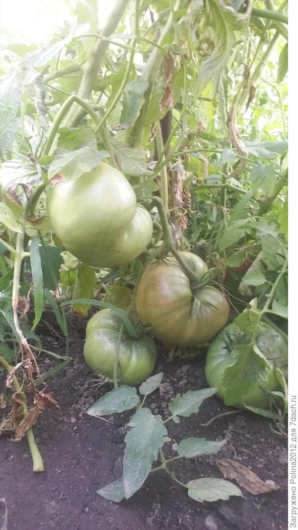 Томат Черный принц