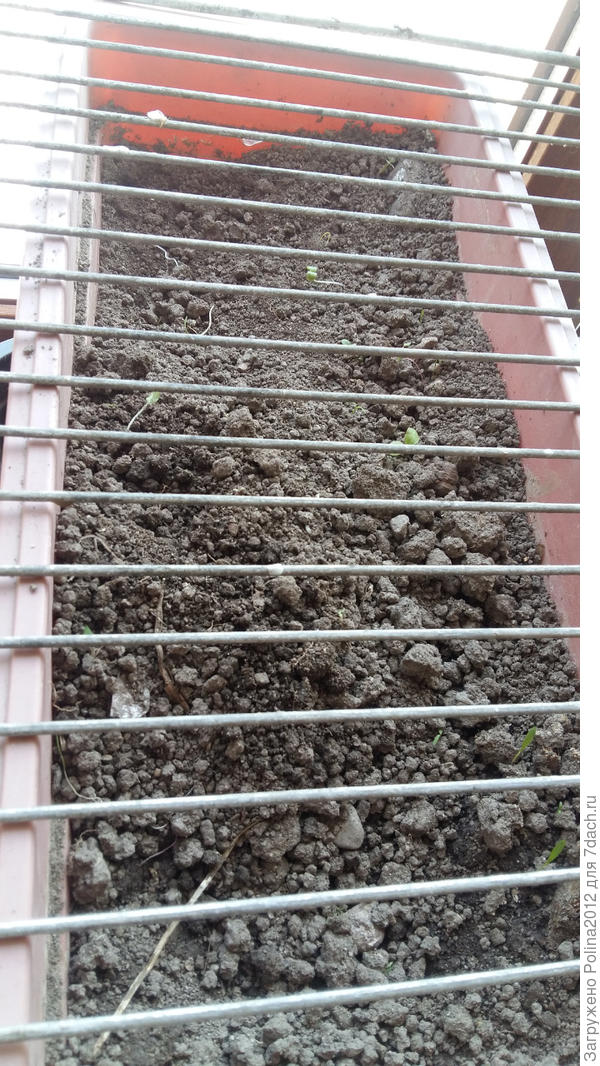 Вот такую защиту поставила на первое время