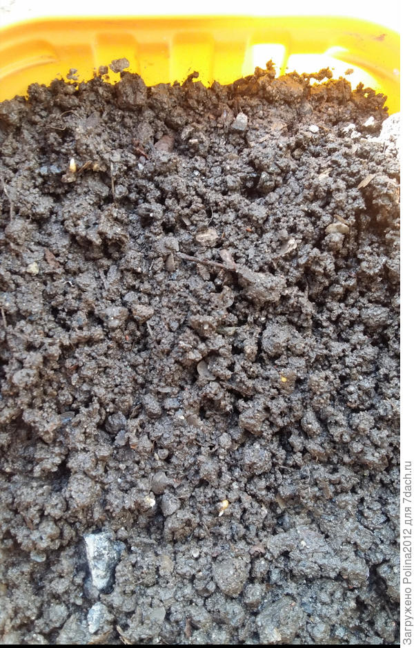 Проросли все