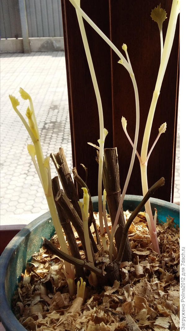 Вот такие георгины сейчас