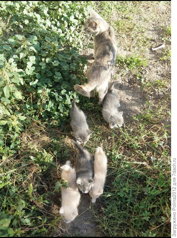 Вторая пятерня