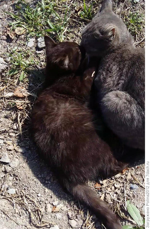 Эти прямо на лилиях милуются