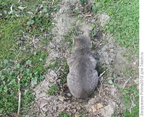 А это на тюльпанах