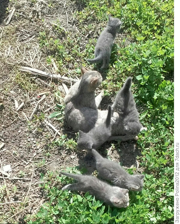 Первая пятерня