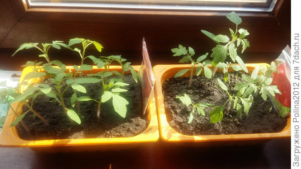 Томаты Король гигантов и Космонавт Волков