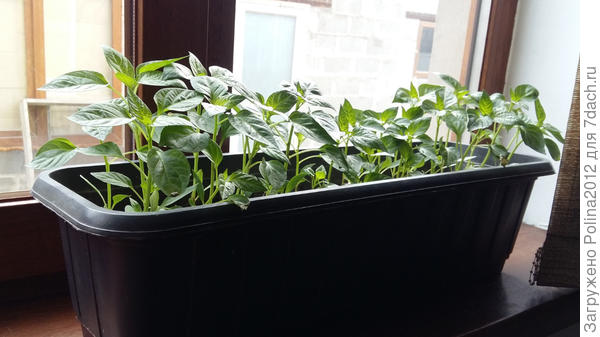 Перец, имя  не знаю