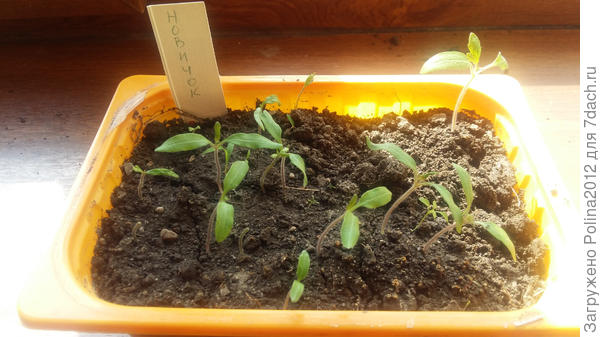 Томат Новичок