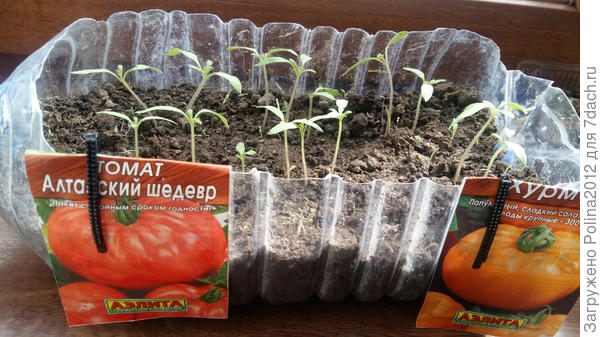 Томаты Хурма и Алтайский шедевр