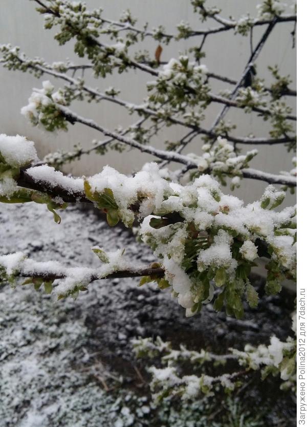 Черешня черная