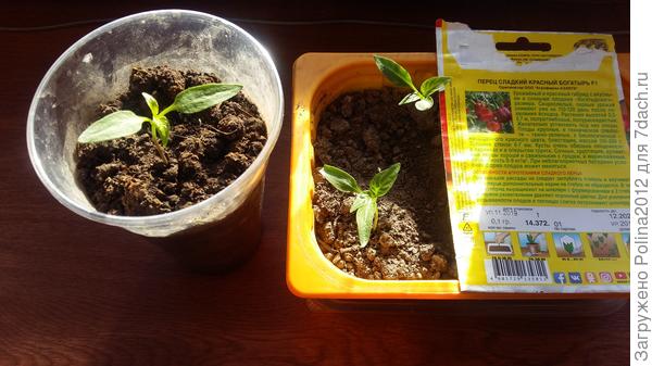 В плошке посеянный 11 марта,в стакане 26 марта