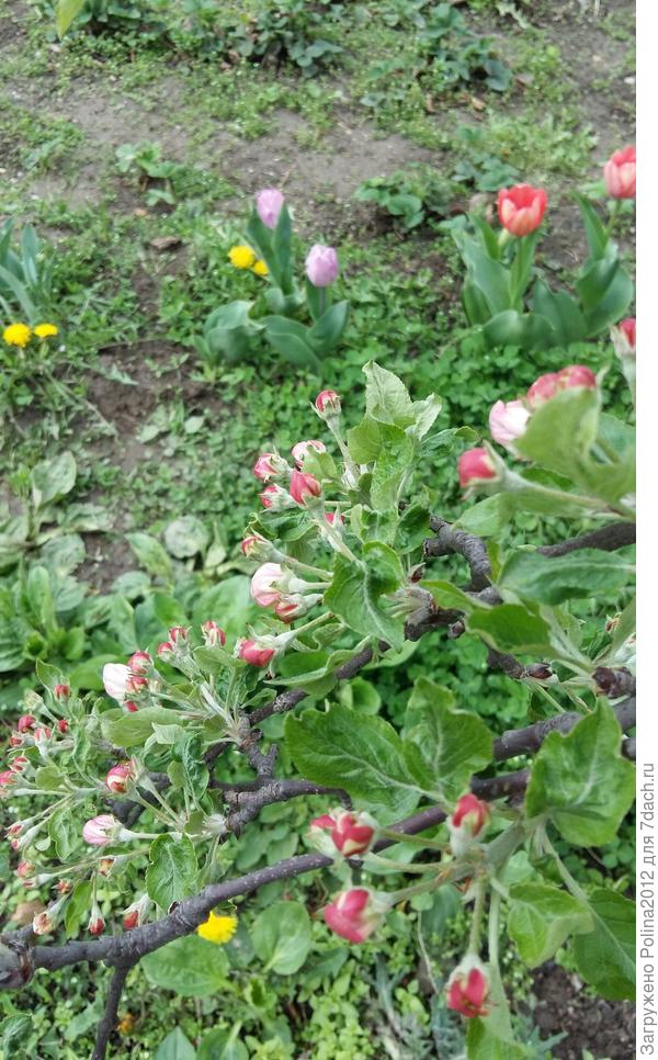 Яблоня вот вот расцветет