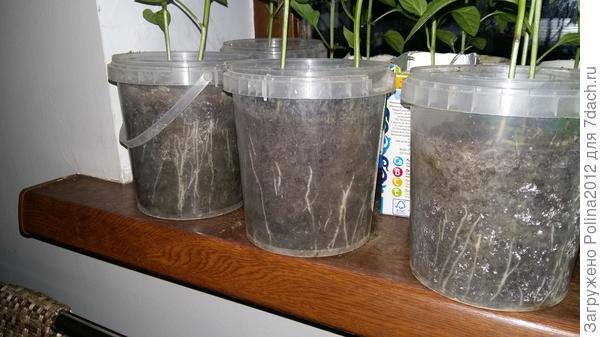 Вот такие корни