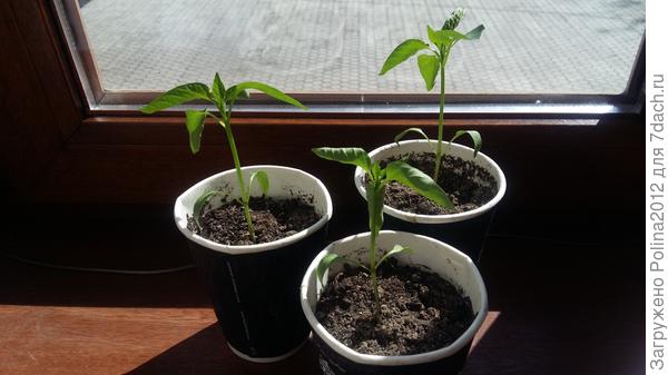 А это Красный богатырь Аэлита