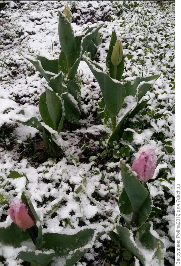 А это 9 апреля