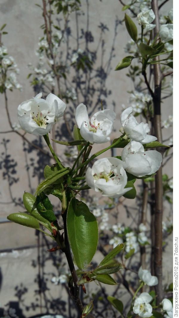 Цветет груша